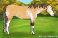 Horse Color:White Spotted Buckskin Splash Varnish 