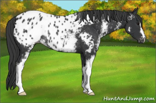 Horse Color:White Spotted Black Appaloosa Rabicano 