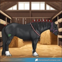 Horse Color:Black 