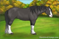 Horse Color:Black Splash 