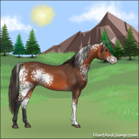 Horse Color:White Spotted Bay 