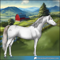 Horse Color:Gray White Spotted Liver Chestnut Tobiano Appaloosa 