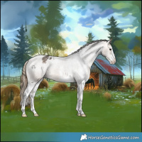 Horse Color:White Spotted Buckskin Appaloosa 