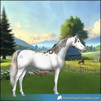 Horse Color:White Spotted Chocolate Palomino Splash Tobiano Appaloosa 