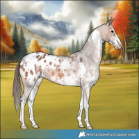Horse Color:White Spotted Bay Appaloosa 