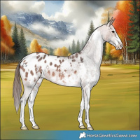 Horse Color:White Spotted Bay Appaloosa 