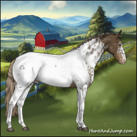 Horse Color:White Spotted Chocolate Palomino Appaloosa 