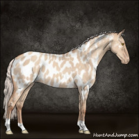 Horse Color:Silver Classic Champagne Dun Near Leopard