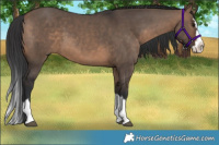 Horse Color:Brown Dun Splash 