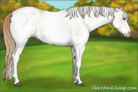 Horse Color:White Spotted Chestnut 