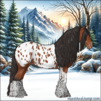 Horse Color:Bay Tobiano Appaloosa Rabicano 