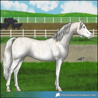 Horse Color:Cremello Sabino  and Cremello Sabino 
