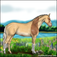Horse Color:Chestnut  and Palomino 
