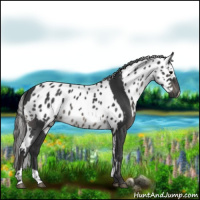 Horse Color:Black  and Black Appaloosa 
