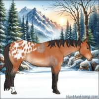 Horse Color:Bay Roan  and Bay Roan Appaloosa 