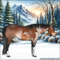 Horse Color:Bay  and Gray Bay 