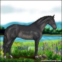 Horse Color:Black  and Black 