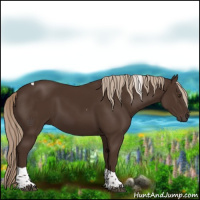 Horse Color:Liver Chestnut Tobiano 