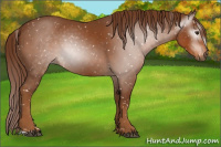 Horse Color:Gray Chestnut Appaloosa 
