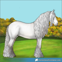 Horse Color:Gray Liver Red Dun Tobiano Appaloosa 