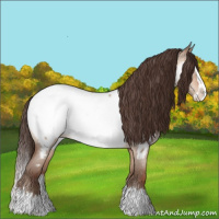 Horse Color:Sable Champagne Roan Dun Splash Appaloosa 