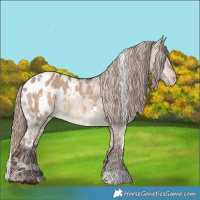 Horse Color:White Spotted Bay Dun Appaloosa  and White Spotted Liver Red Dun Appaloosa 