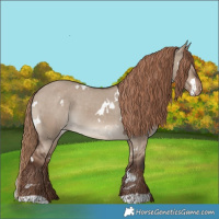 Horse Color:White Spotted Liver Red Dun Appaloosa 