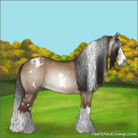 Horse Color:Gray White Spotted Liver Red Dun Splash Appaloosa 