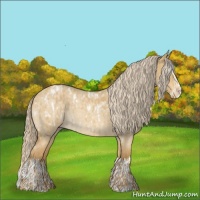 Horse Color:White Spotted Palomino Dun Appaloosa  and Palomino Roan Dun Splash 