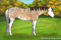 Horse Color:Buckskin Ice Splash 