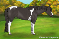 Horse Color:Smoky Black Tobiano 