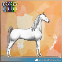 Horse Color:Liver Red Dun Pearl Splash Appaloosa 