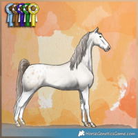 Horse Color:Liver Red Dun Pearl Splash Appaloosa 