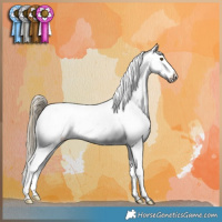 Horse Color:Liver Red Dun Appaloosa 