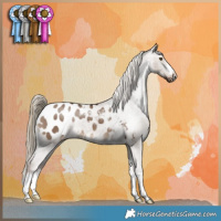 Horse Color:Liver Red Dun Appaloosa 