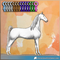 Horse Color:Gold Champagne Onyx Appaloosa 