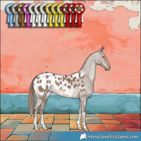 Horse Color:Liver Red Dun Appaloosa 