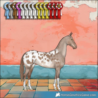 Horse Color:Liver Red Dun Appaloosa 