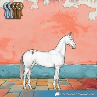 Horse Color:Liver Red Dun Appaloosa 