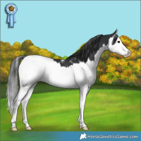 Horse Color:Black Splash Snowcap 