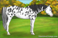 Horse Color:Black Splash Appaloosa Rabicano 