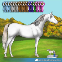 Horse Color:Red Roan Splash Appaloosa Rabicano 