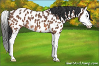 Horse Color:Bay Roan Splash Appaloosa 