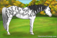 Horse Color:Blue Roan Splash Appaloosa Rabicano 