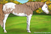 Horse Color:Red Roan Splash Appaloosa Rabicano 