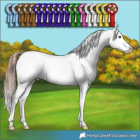 Horse Color:Chestnut Splash Appaloosa 