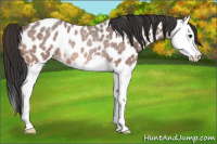 Horse Color:Bay Roan Splash Appaloosa Rabicano 