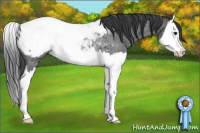 Horse Color:Blue Roan Splash Appaloosa Rabicano 
