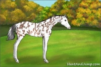Horse Color:Bay Roan Splash Leopard 