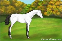 Horse Color:Bay Roan Appaloosa 